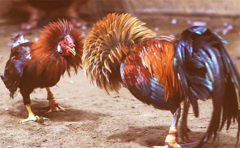 Bí kíp giúp người chơi nhận dạng được các chiến kê mang lại tiềm năng cao
