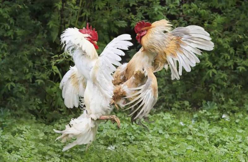 Hiểu rõ luật chơi sẽ giúp bạn tránh mắc phải sai lầm