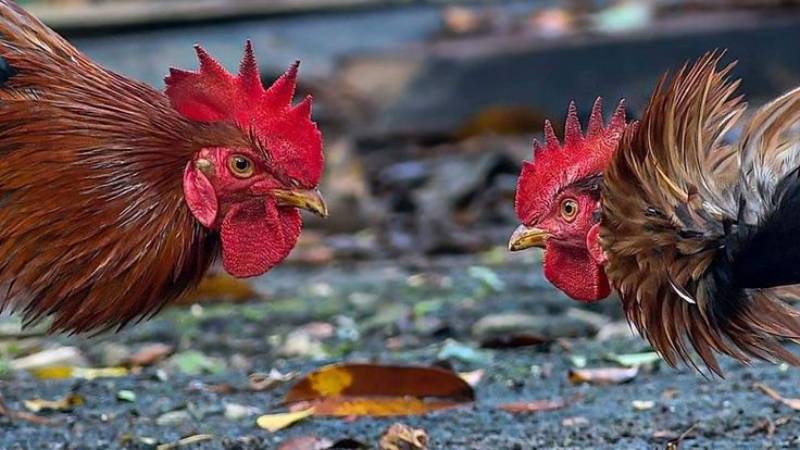 Đá gà trực tuyến: Khám phá thế giới giải trí đỉnh cao