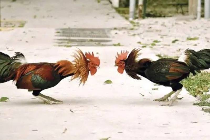 Sơ lược về đá gà trực tuyến hiện nay trên thị trường